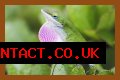 Are Green Anole Lizards Good Pets?