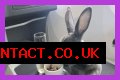Bunny in a bow tie lives the high life flying business class with owner and being served nuts by stewardesses