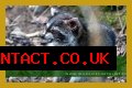 Can Raccoons Get Distemper? - Kylon Powell