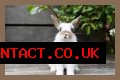 Do rabbits eat caladiums?