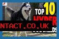 Does royal canin make dogs hyper?