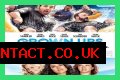 Grown Ups Review